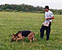Schutzhund training competition