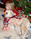 A Labradoodle Christmas